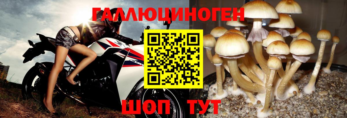 Галлюциногенные грибы мицелий  купить наркотики цена  Новозыбков  Галлюциногенные грибы ЛСД  Вход с VPN 